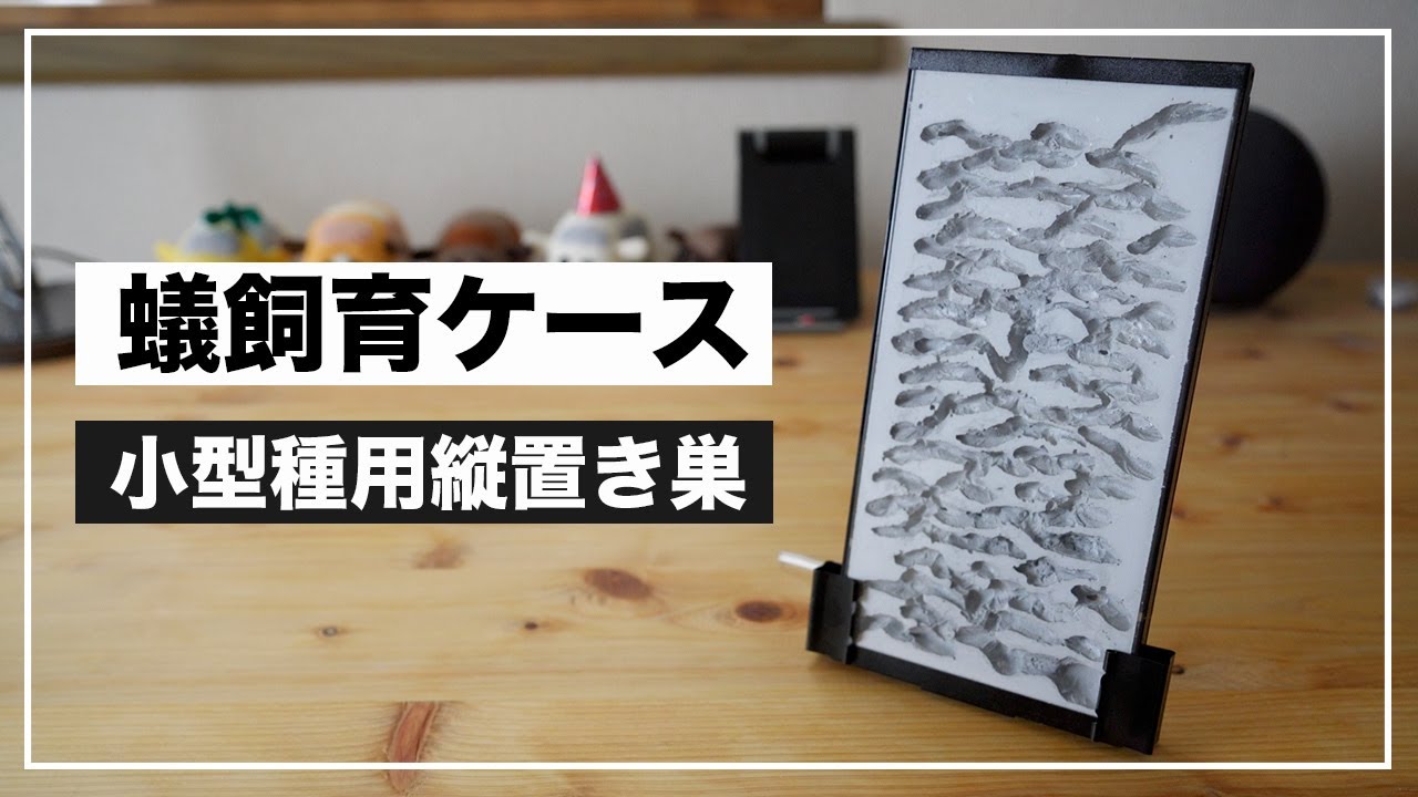 【自作】ダイソーの縦置きケースで蟻飼育ケースを作ってみた！【小型種用】