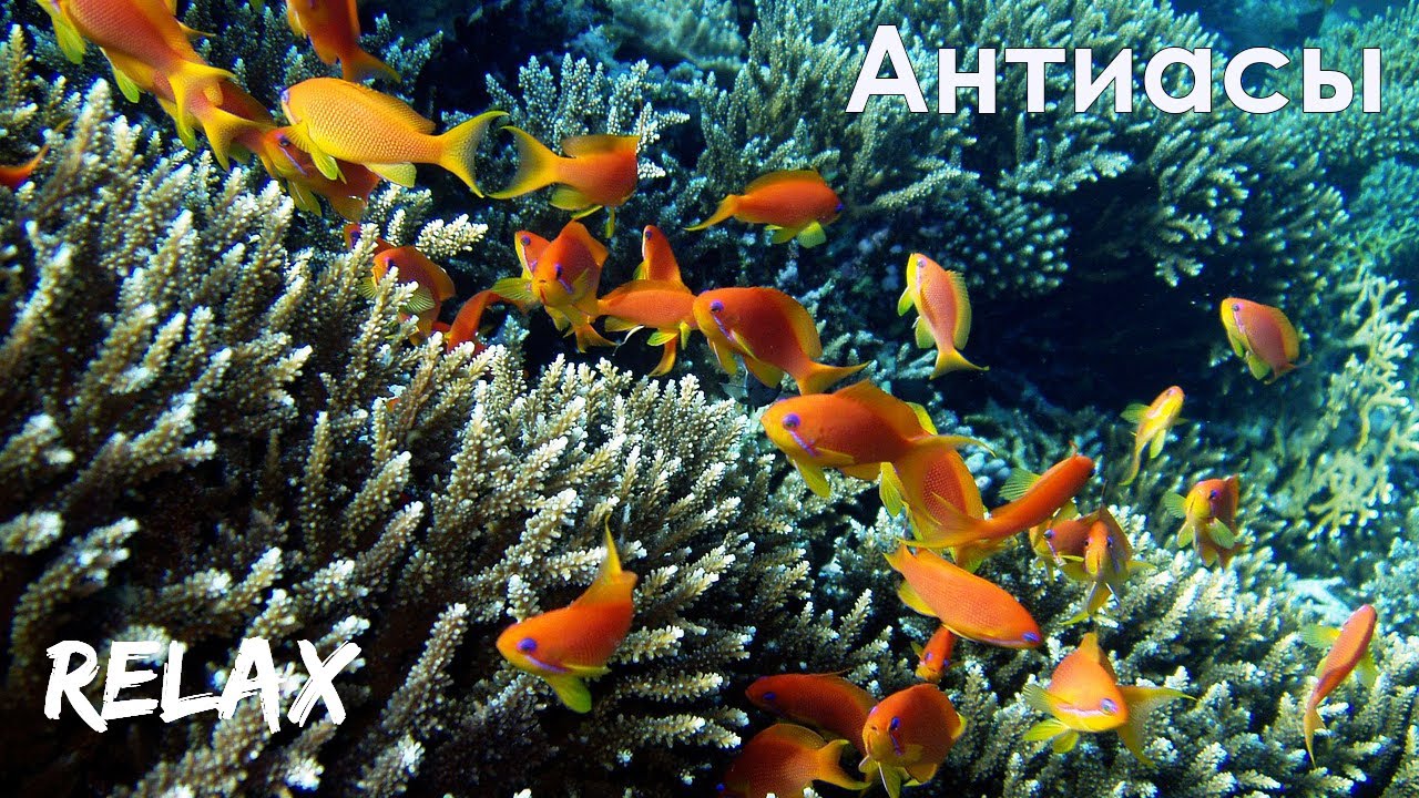 АНТИАСЫ в Красном море // ANTHIAS in the Red Sea (Relax)