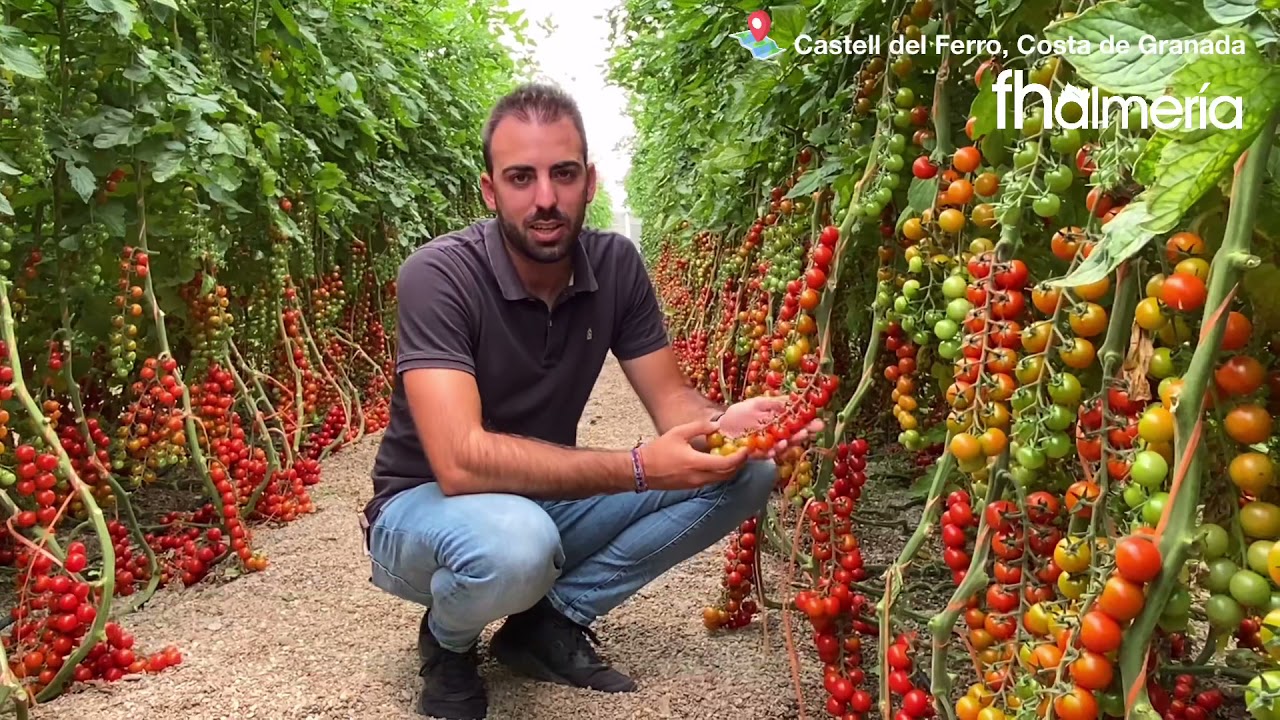 Conoce Caprice, tomate cherry rama de Top Seeds Ibérica