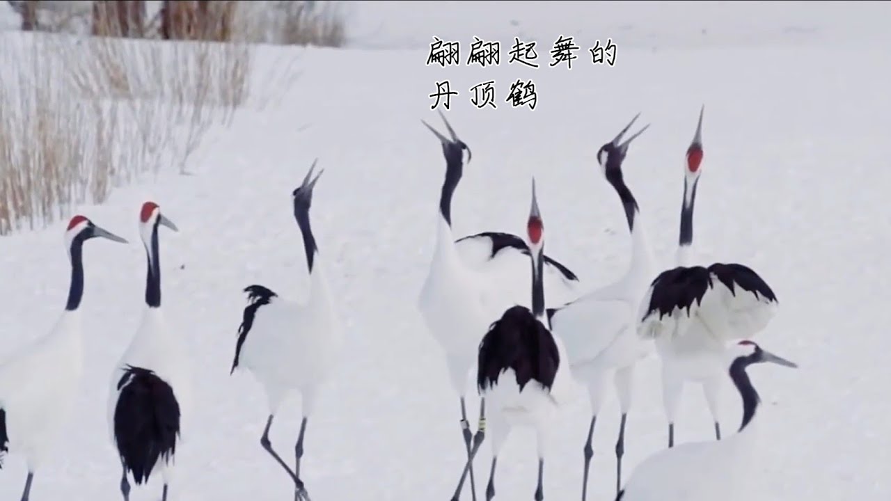 大自然美丽的舞者&mdash;丹顶鹤   太美了！