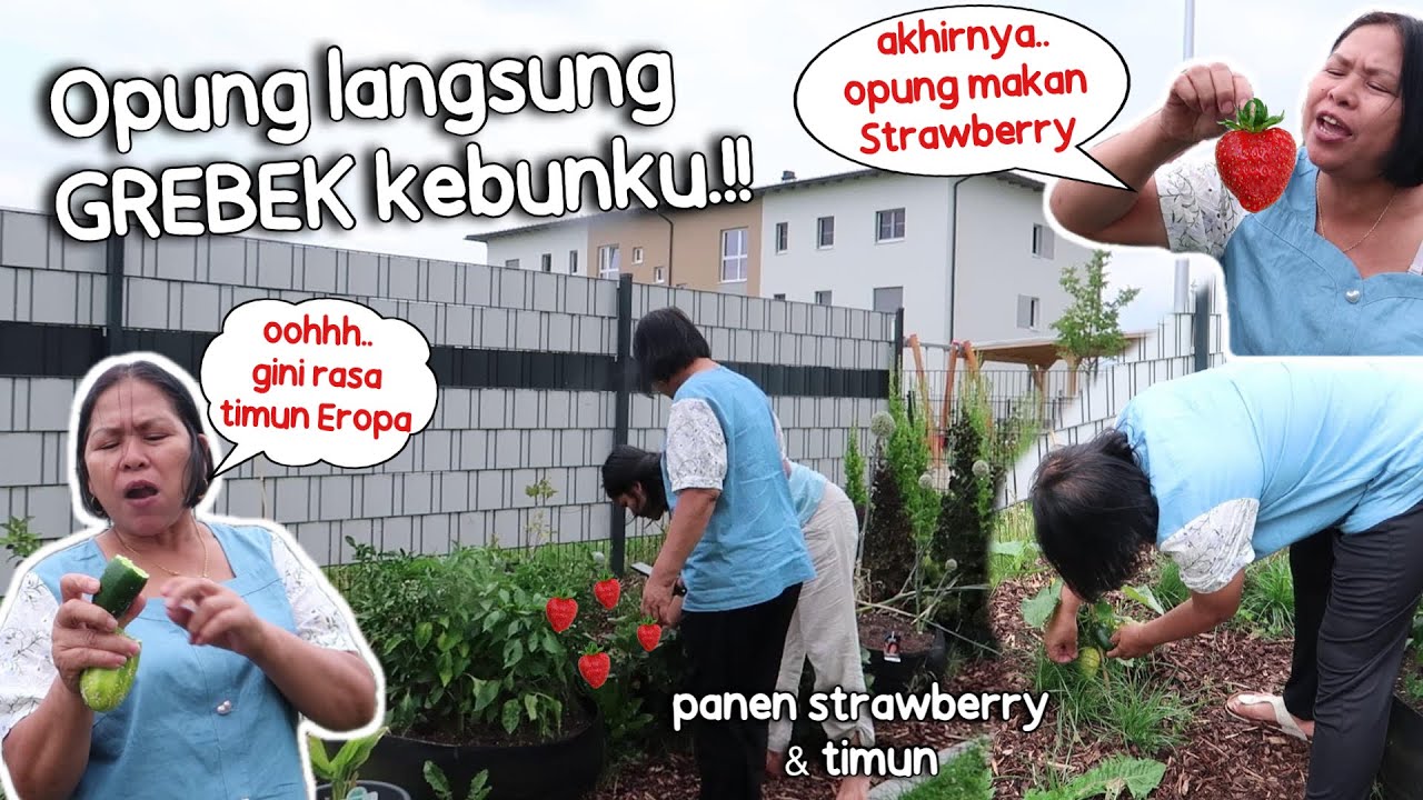 OPUNG LANGSUNG PANEN DIKEBUNKU || BONGKAR HARTA KARUN DARI INDONESIA