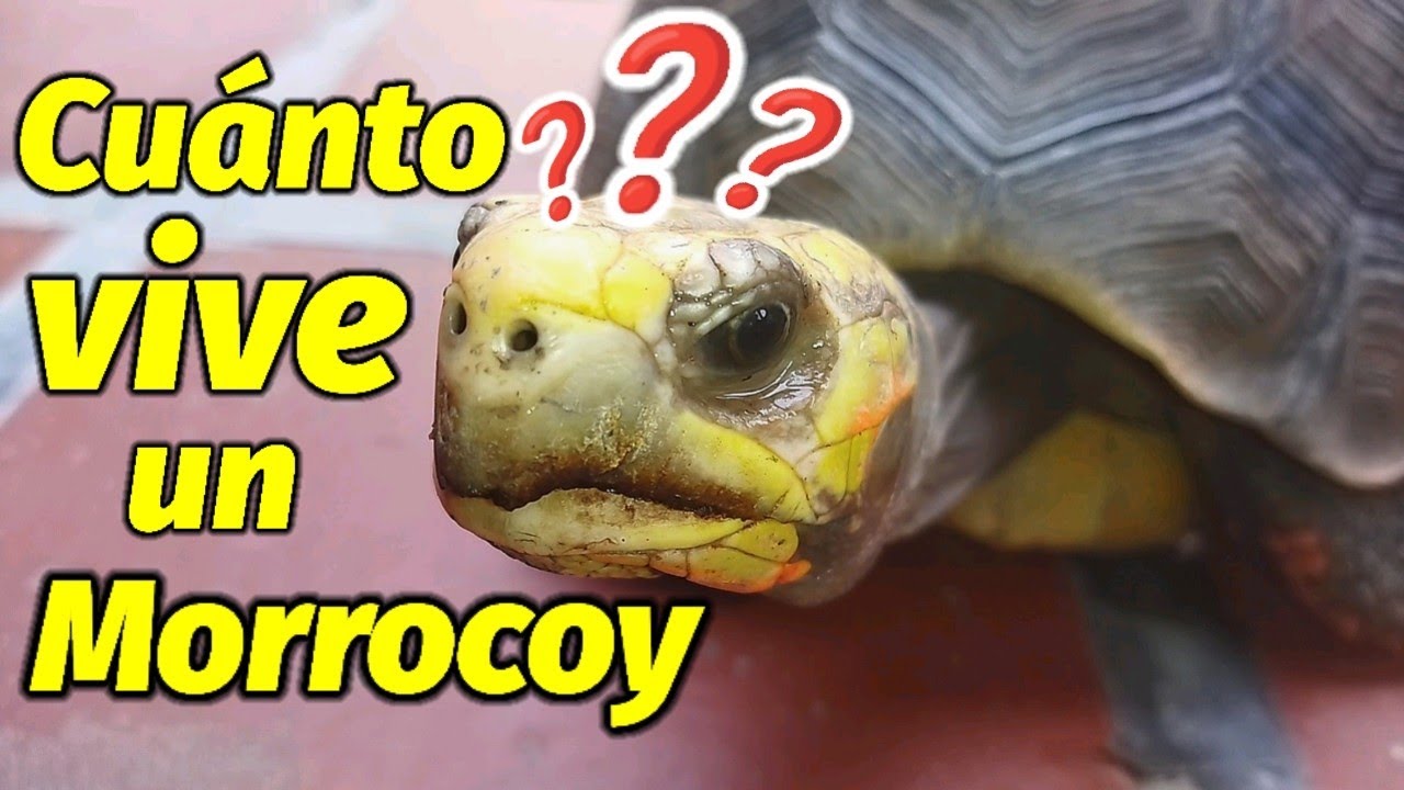&iquest;Cu&aacute;nto Tiempo Vive una Tortuga Morrocoy?