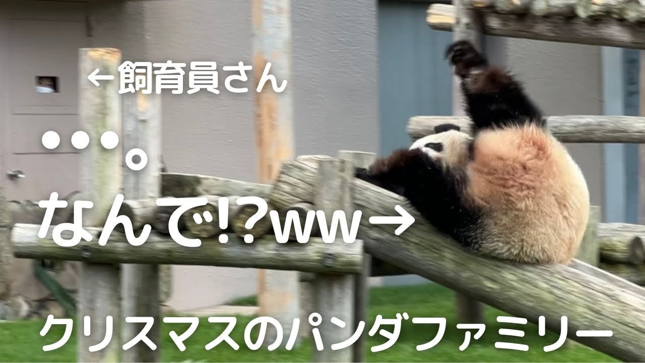 【速報】誰か止めて😂暴走コント!?wパンダファミリー永明 良浜 桜浜 桃浜 結浜 彩浜 楓浜🐼