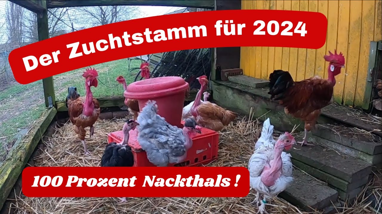 Zuchtstamm der Nackthälse für 2024 ! 100 Prozent Nackthalshuhn !!