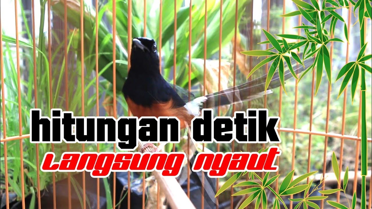 KRETEKAN MURAI BATU MEMANCING EMOSI
