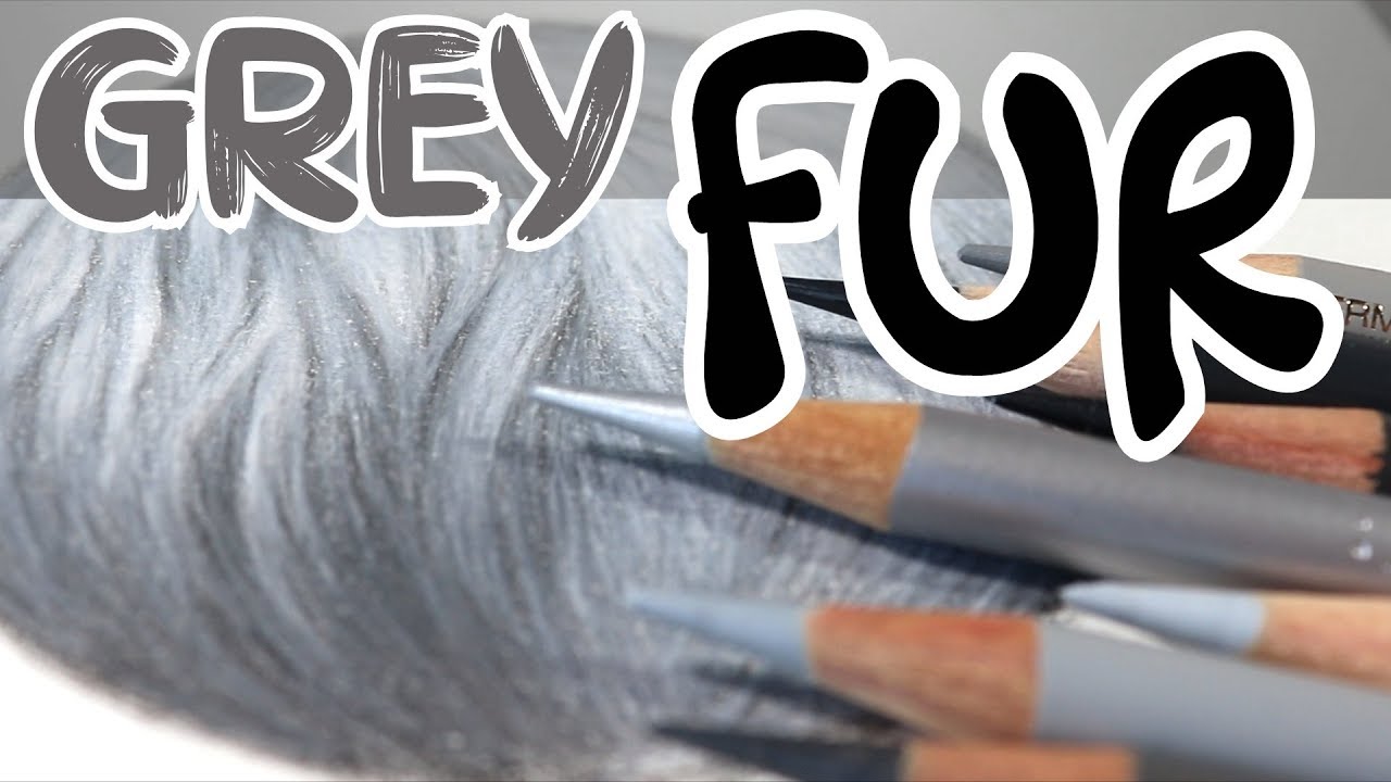 How to Draw GREY Fur in Coloured Pencils