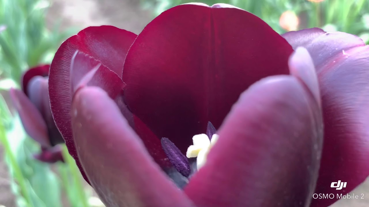Tulips place (Portland Oregon )