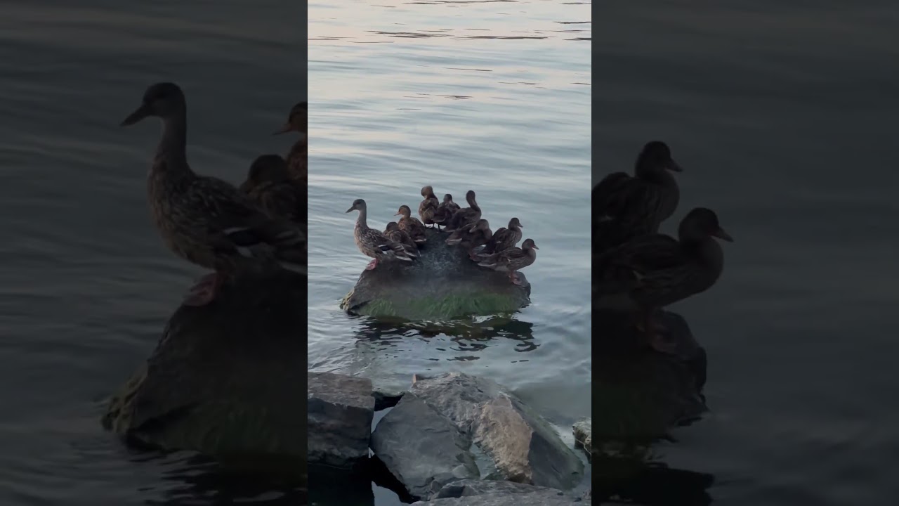 Duck family relaxing on small island #duck