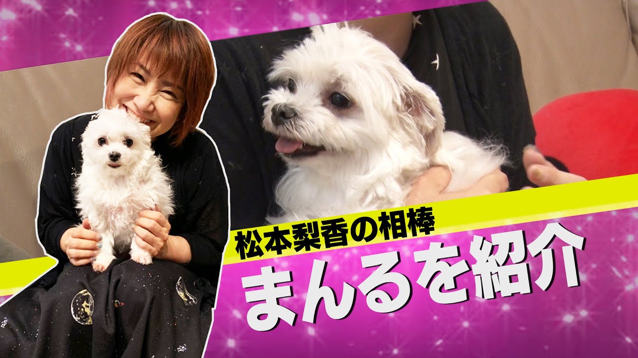 松本梨香の相棒・まんるを紹介！ピカチュウっぽい！？天才犬！？スゴ技大公開！！