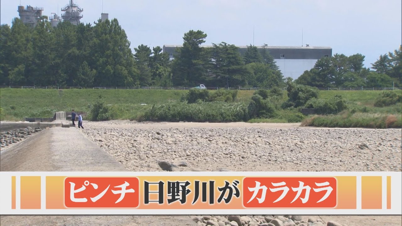 雨不足でピンチ！日野川は干上がり川底があらわに…ダムは貯水率０％になる見通し