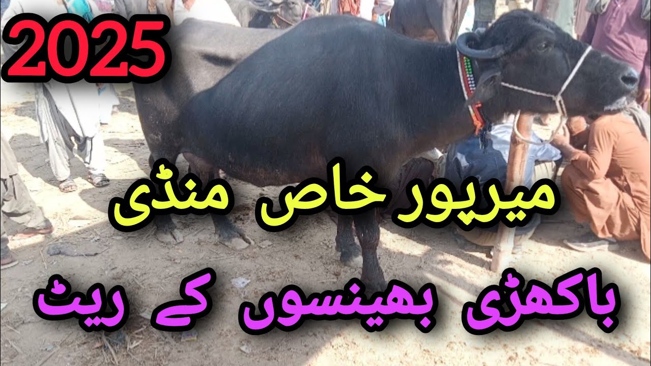 Bhains Mandi latest update Mirpur khas 2025