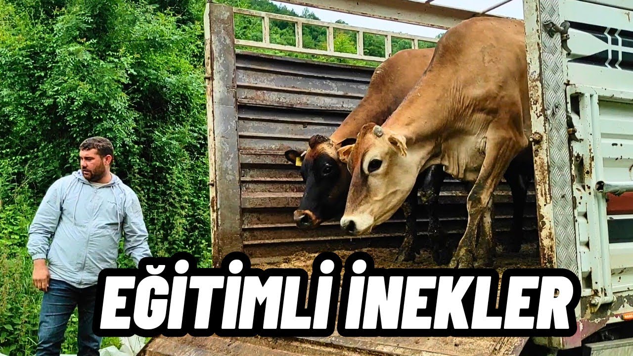 İNEKLERİMİZ GELDİ! | Amerikan Jersey