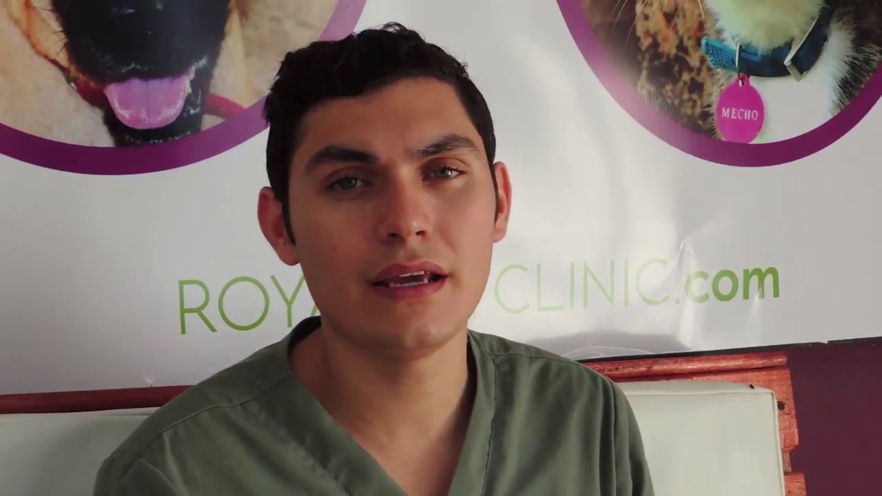 Bruno con su problema de higroma y prostatitis