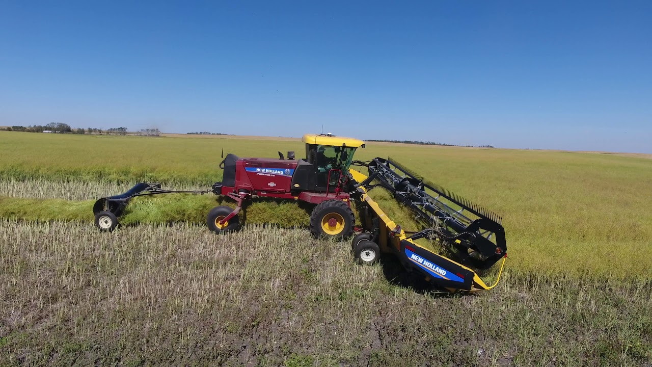 Demo of New Holland SR200 Windrower with DuraSwath 440HB Header. Wass Farms, McLean, Saskatchewan.