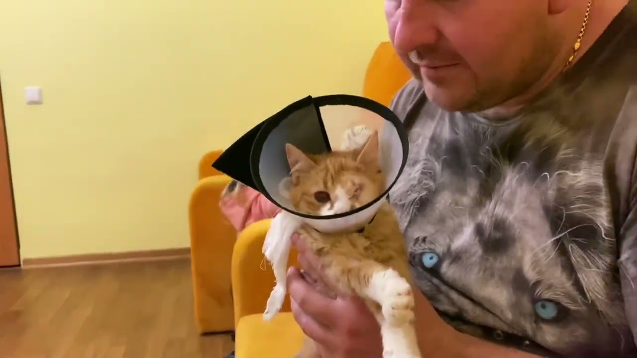 Котенку надели защитный ВОРОТНИК.