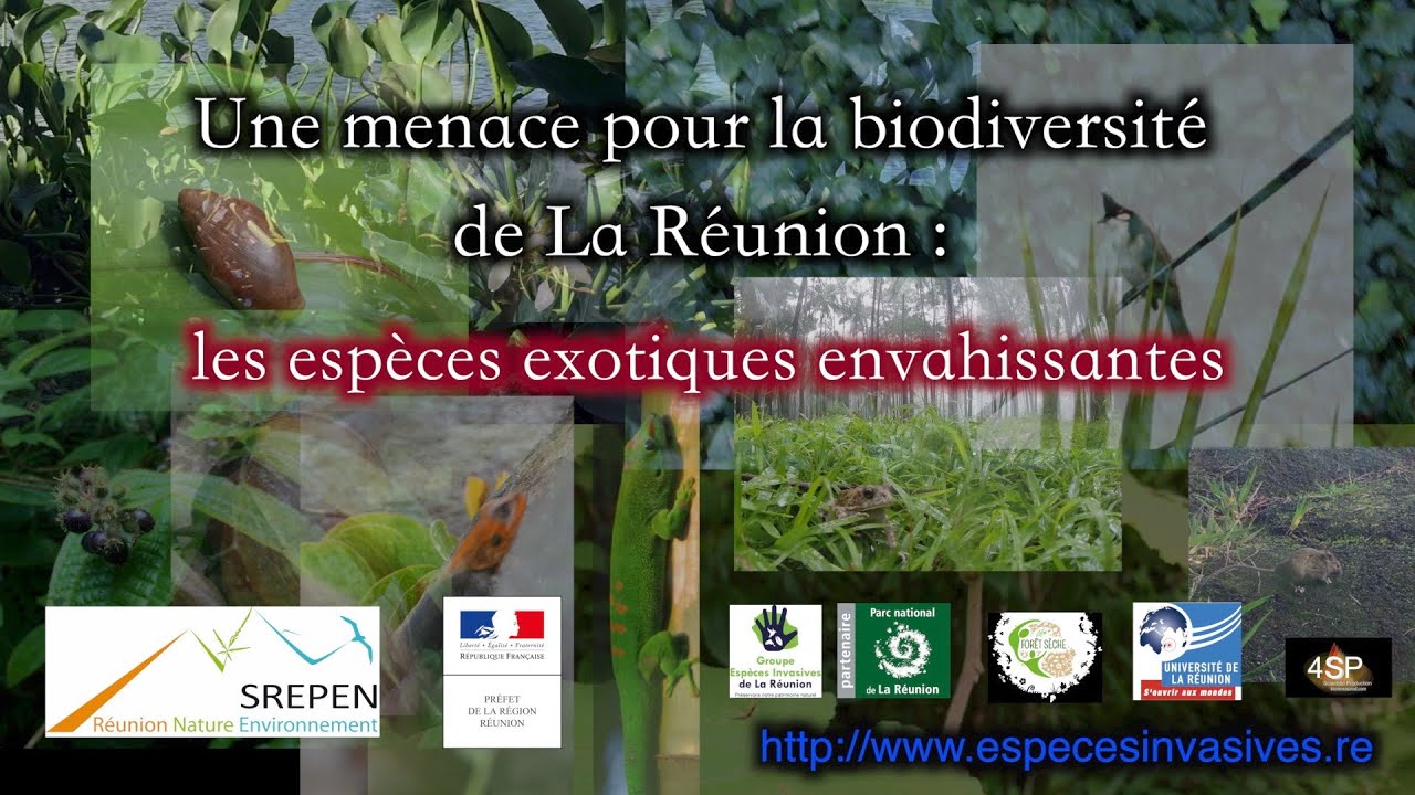 Espèces invasives île de La Réunion forêt primaire