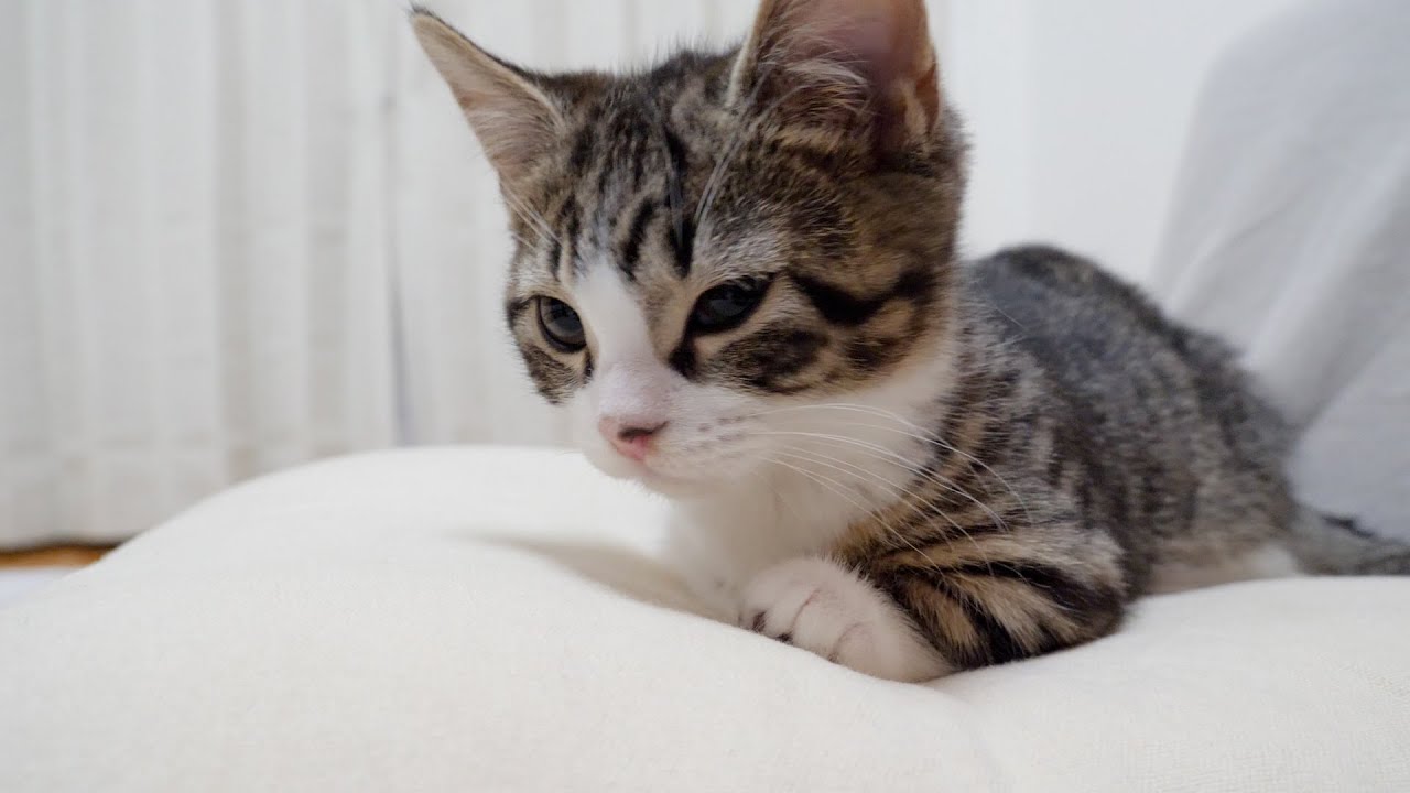 It's no wonder that kitten Coco is disliked by kitten Mimi