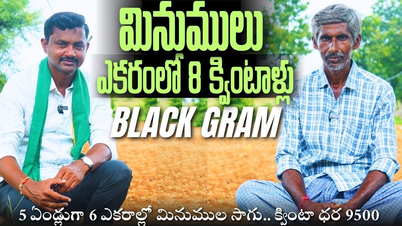 6 ఎకరాల్లో మినుములు పండిస్తున్న | Black Gram | RythuBadi