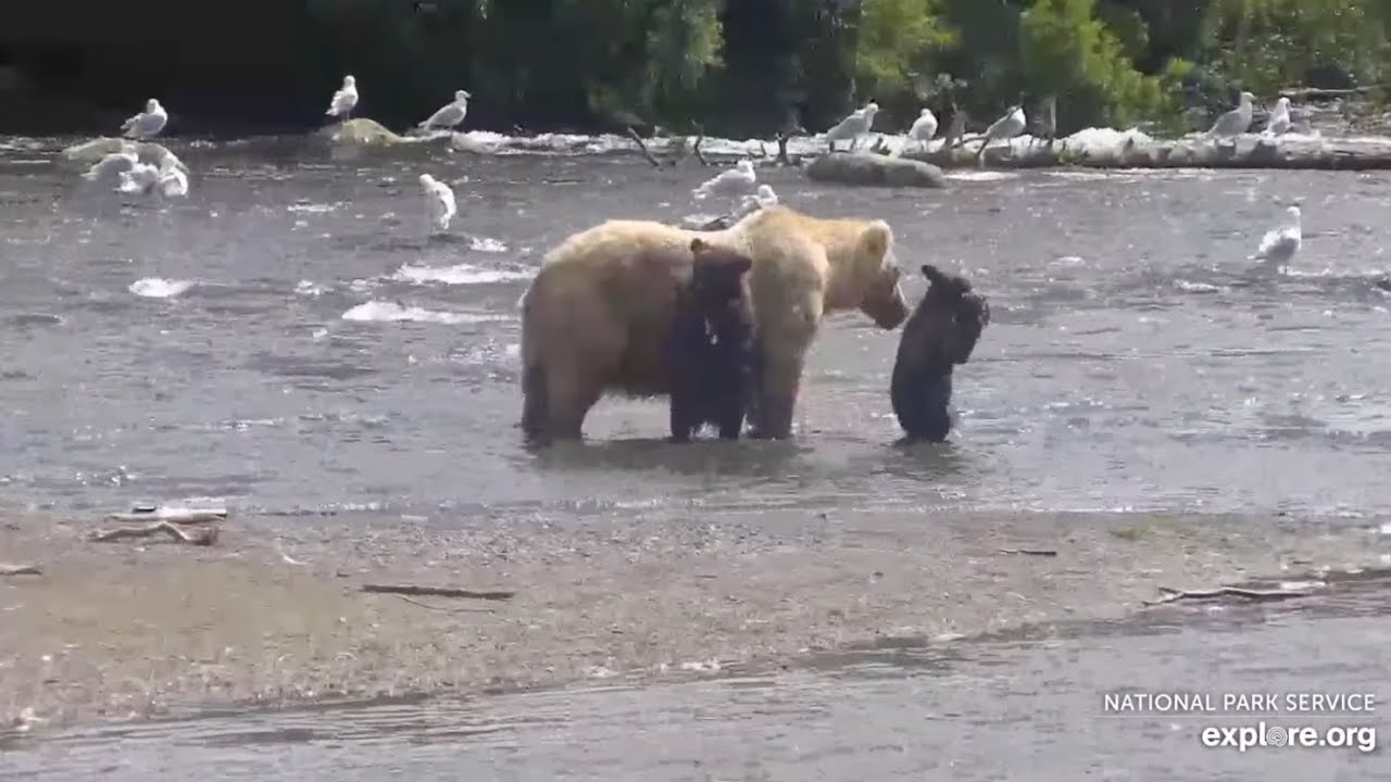 128 Grazer and Her Cubs Take Over the Island - July 19, 2024 (explore.org)
