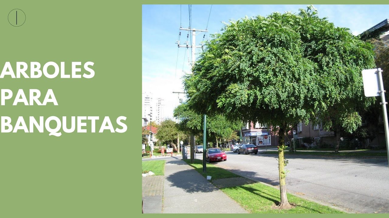 ARBOLES IDEALES PARA PLANTAR FUERA DE CASA. BANQUETAS,ACERAS