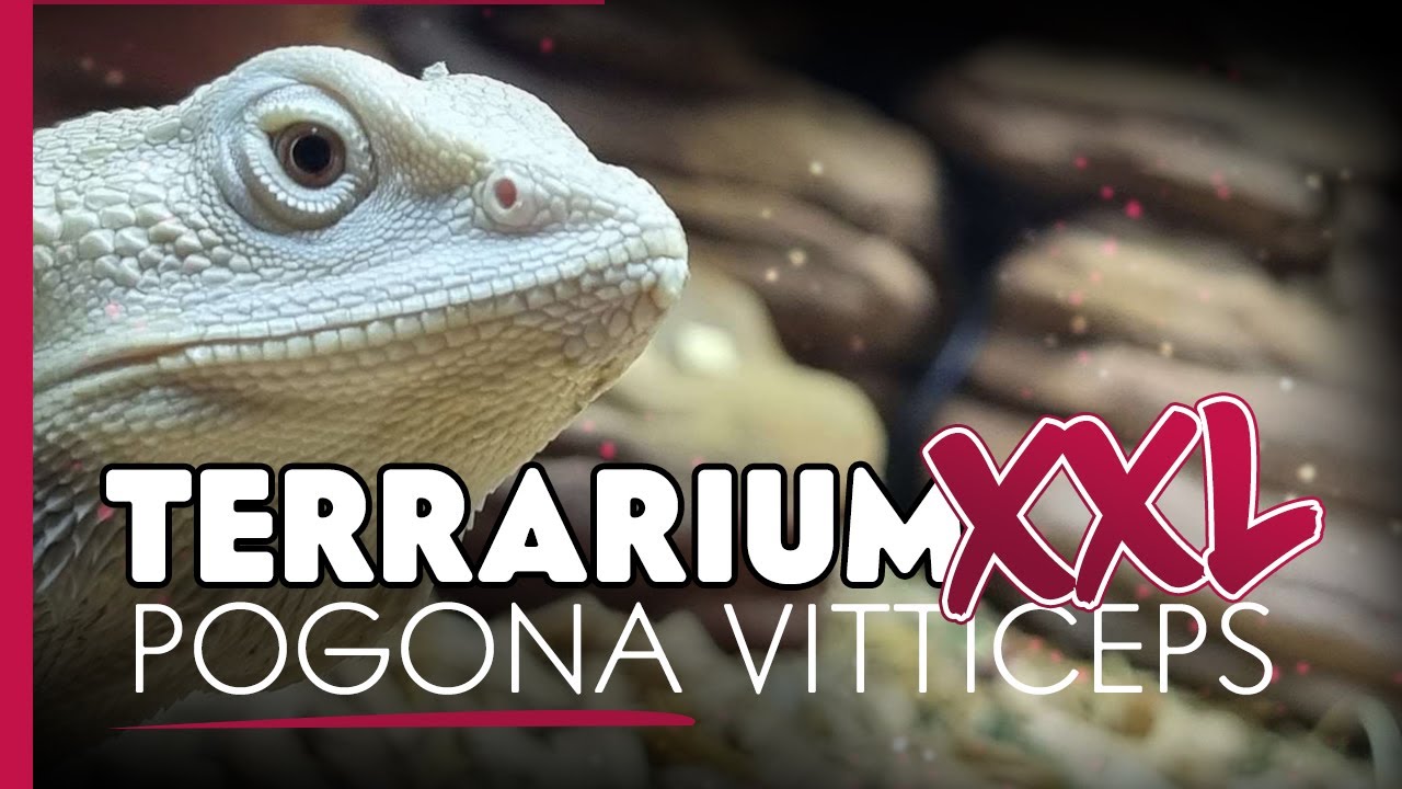 UN TERRARIUM XXL POUR MES POGONA ! (2m de long)