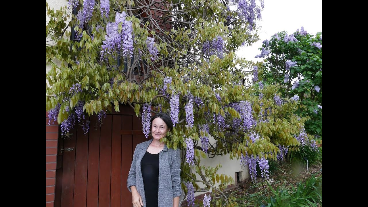 Kwiatowy szał glicynii - wisterii. Glicynia chińska 