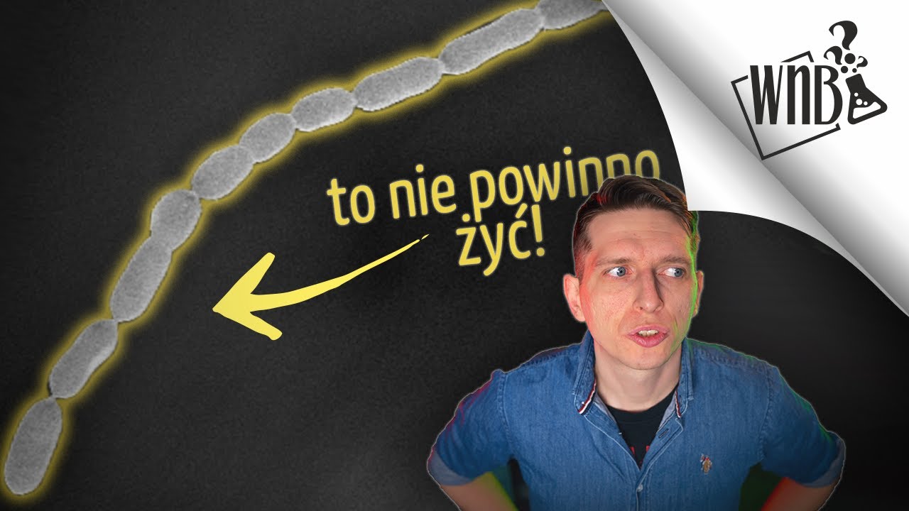 Największa bakteria świata nie powinna istnieć!