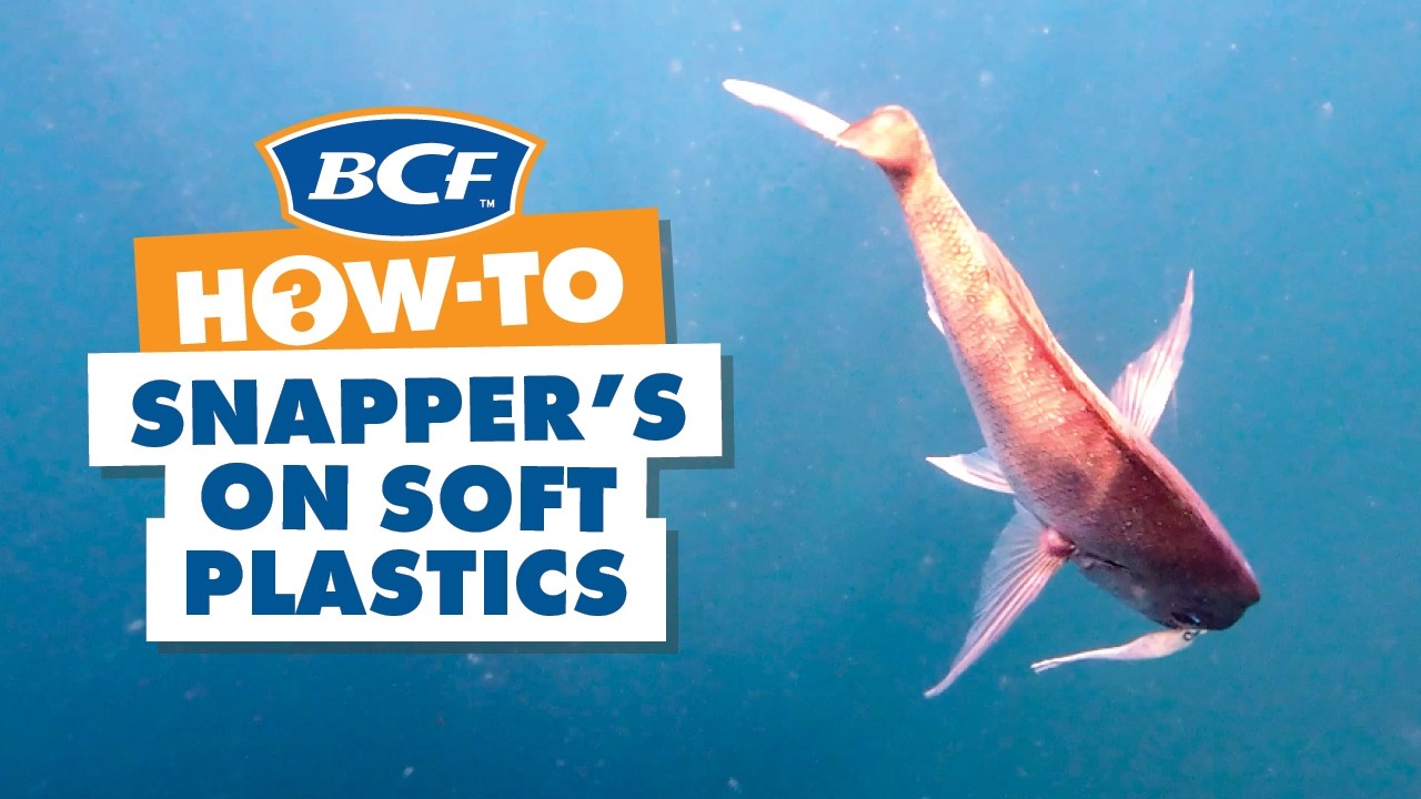 How to Catch Snapper on Soft Plastics