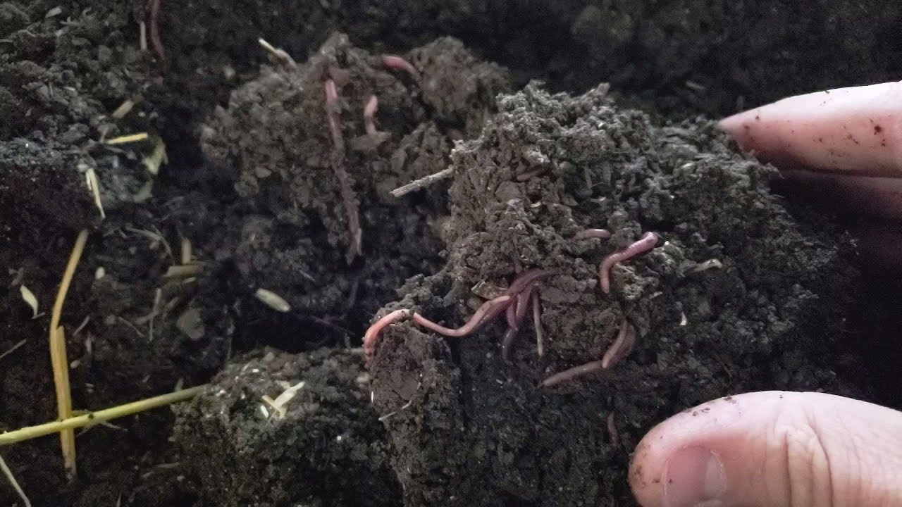 Problems at the worm farm - Part 4 - Conclusion to the compost worm die off and a recap