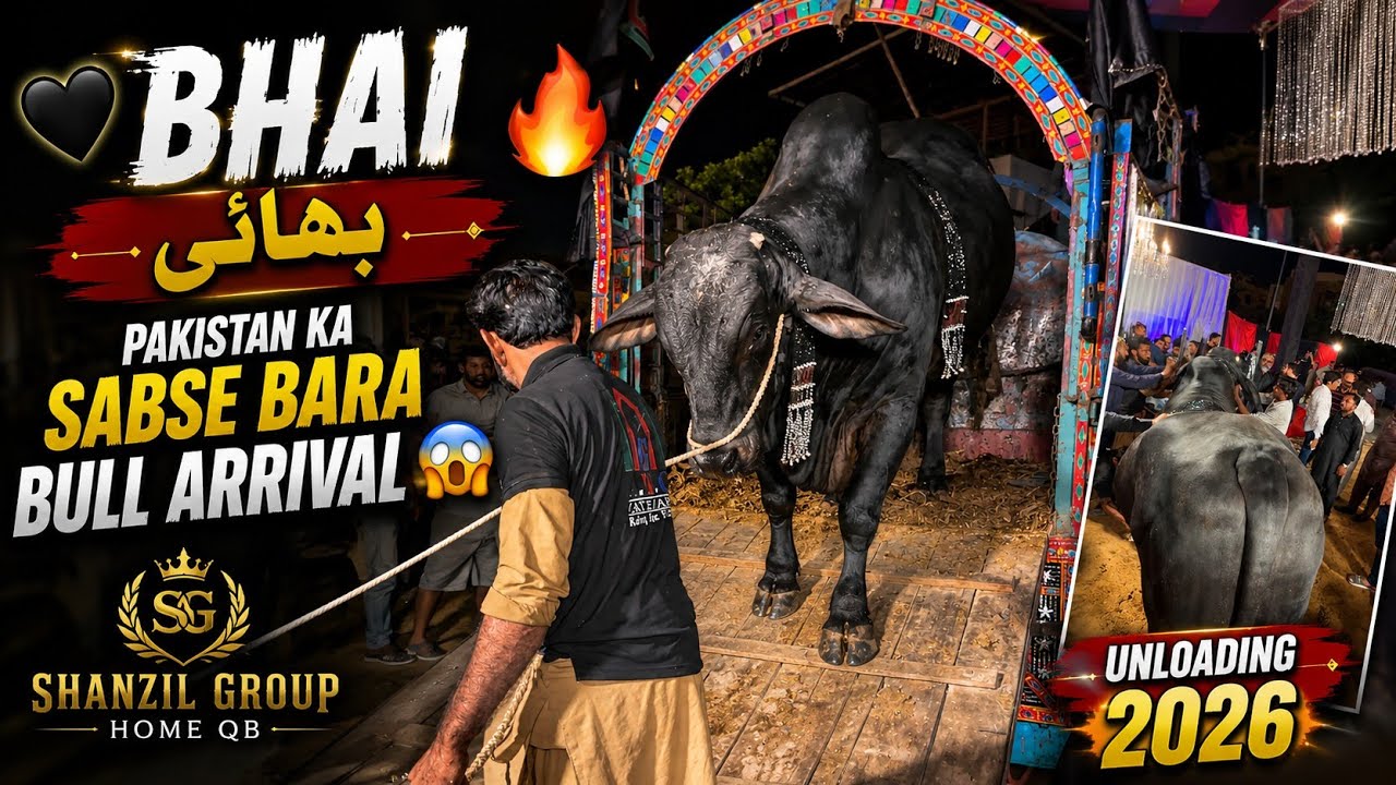 BHAI 🖤 Pakistan Ka Sabse Bara Bull Arrival 😱 | Shanzil Group Home QB | Unloading 2026