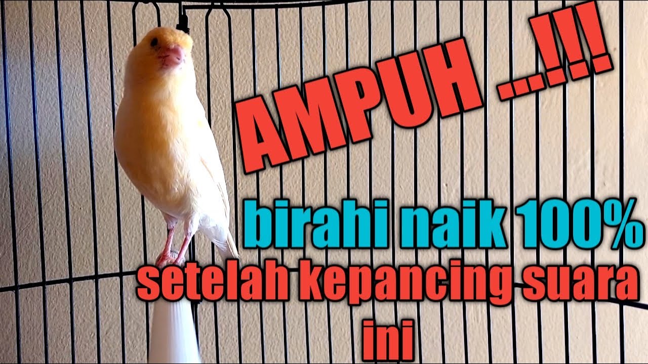 Kenari apapun LANGSUNG GACOOOOR setelah mendengar suara kenari betina memancing jantan