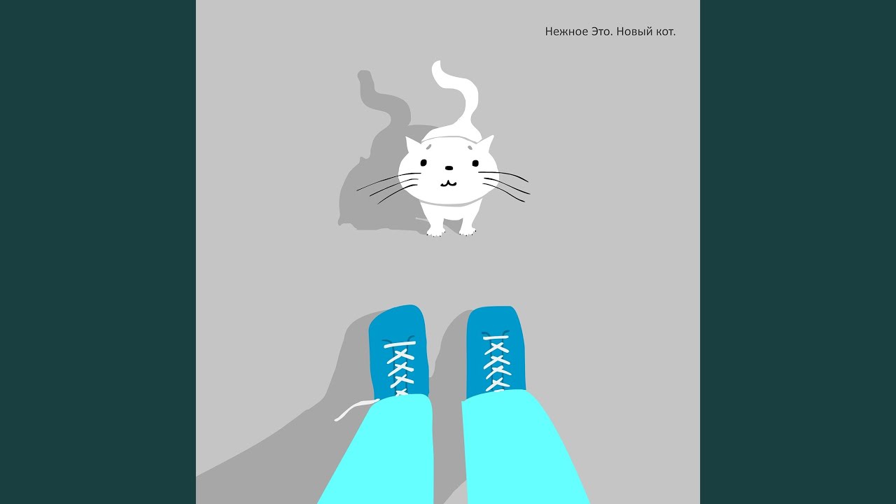 Новый кот