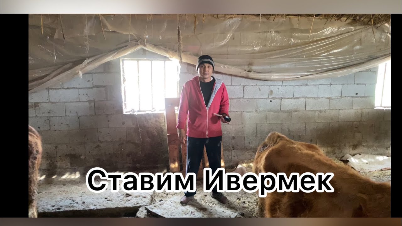 Откорм бычков , ставим новеньким бычкам Ивермек. Рассказываю про бычков и показываю.