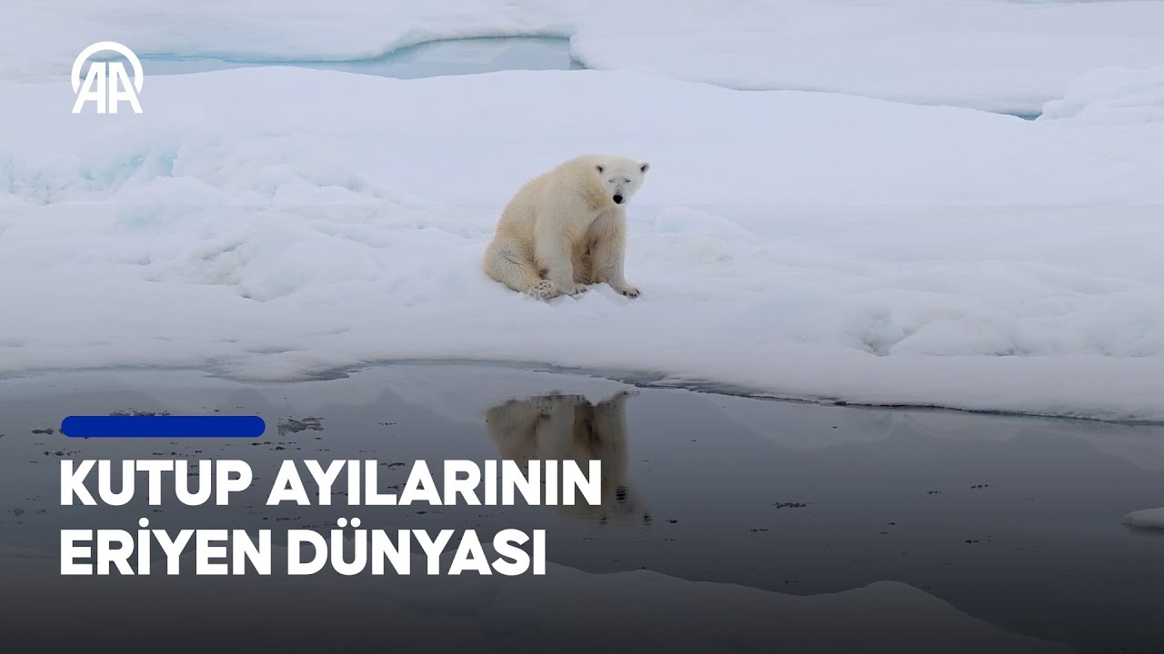 Kutup ayıları için son şans: Kuzey Kutbu