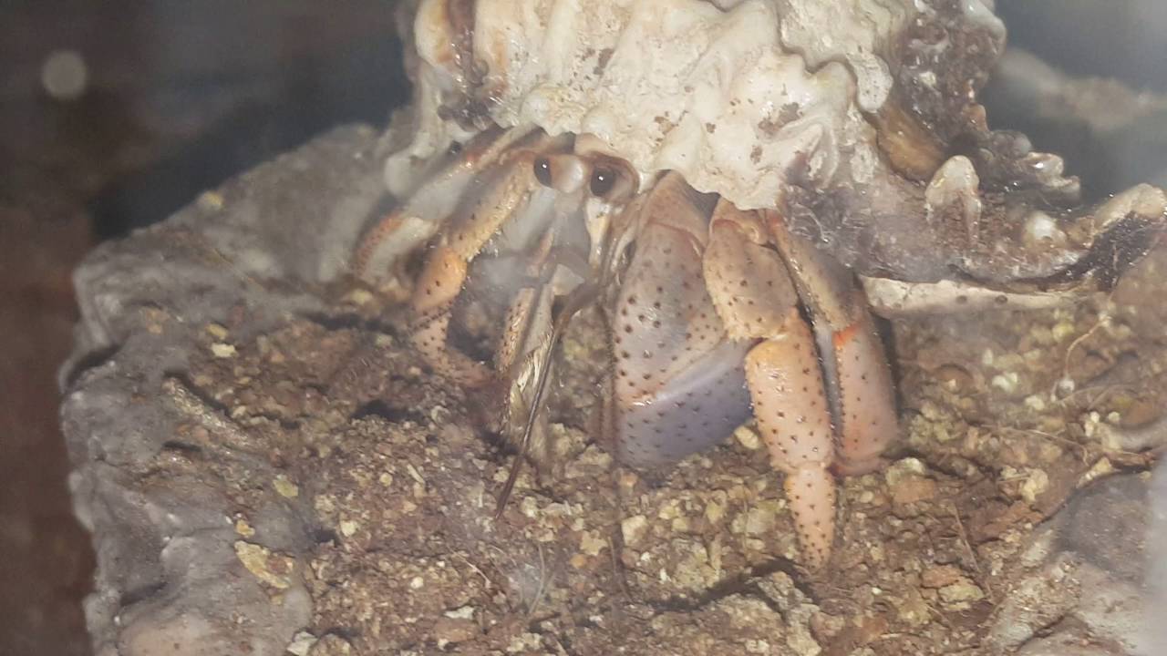Late Night Hermit Crab Feeding
