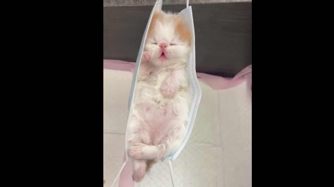 Compilation cute kitten 🥰🥰🥰🥰