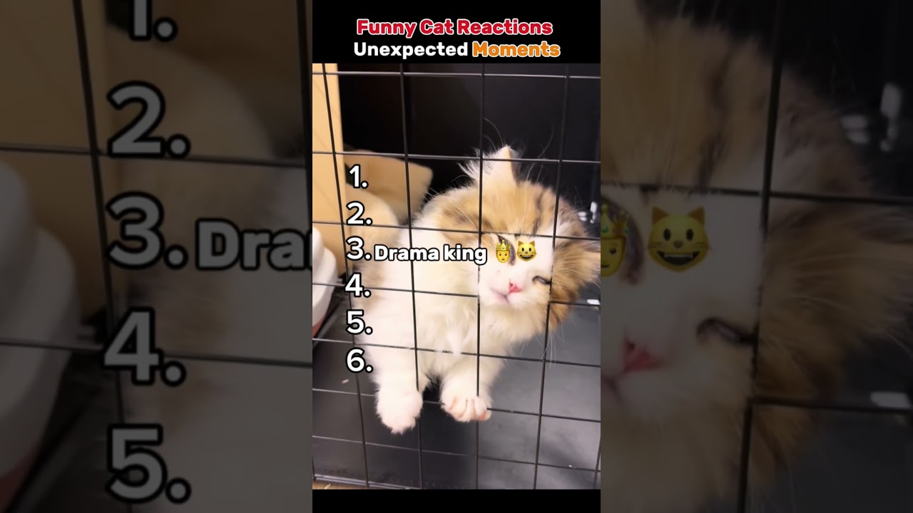 😼😂 Смешные реакции кошек | Неожиданные моменты