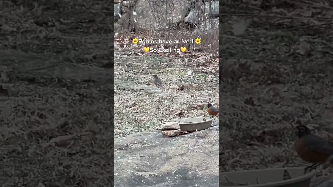 Blessed Spring Arrival with Robins 