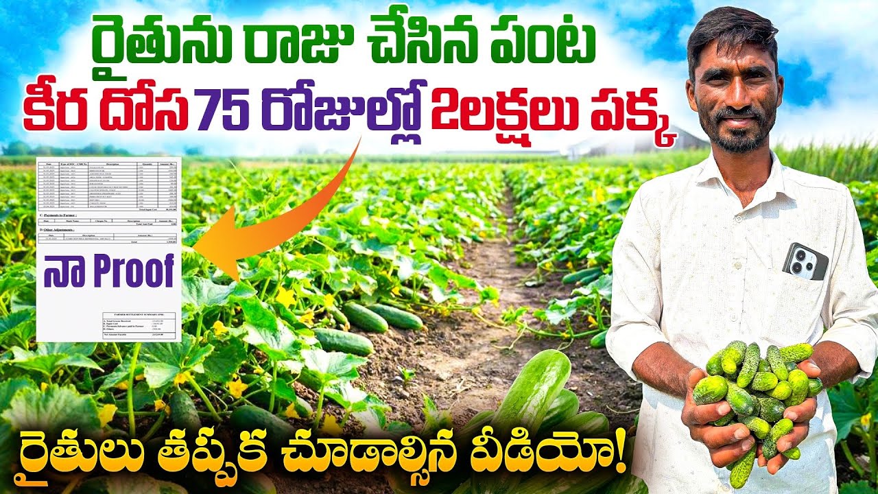 🔥Cucumber Farming Success Story | 😮ఎకరం 75 రోజుల్లో 💸 ₹2 లక్షల లాభం! తక్కువ ఖర్చుతో 🥒కీర దోసకాయ సాగు