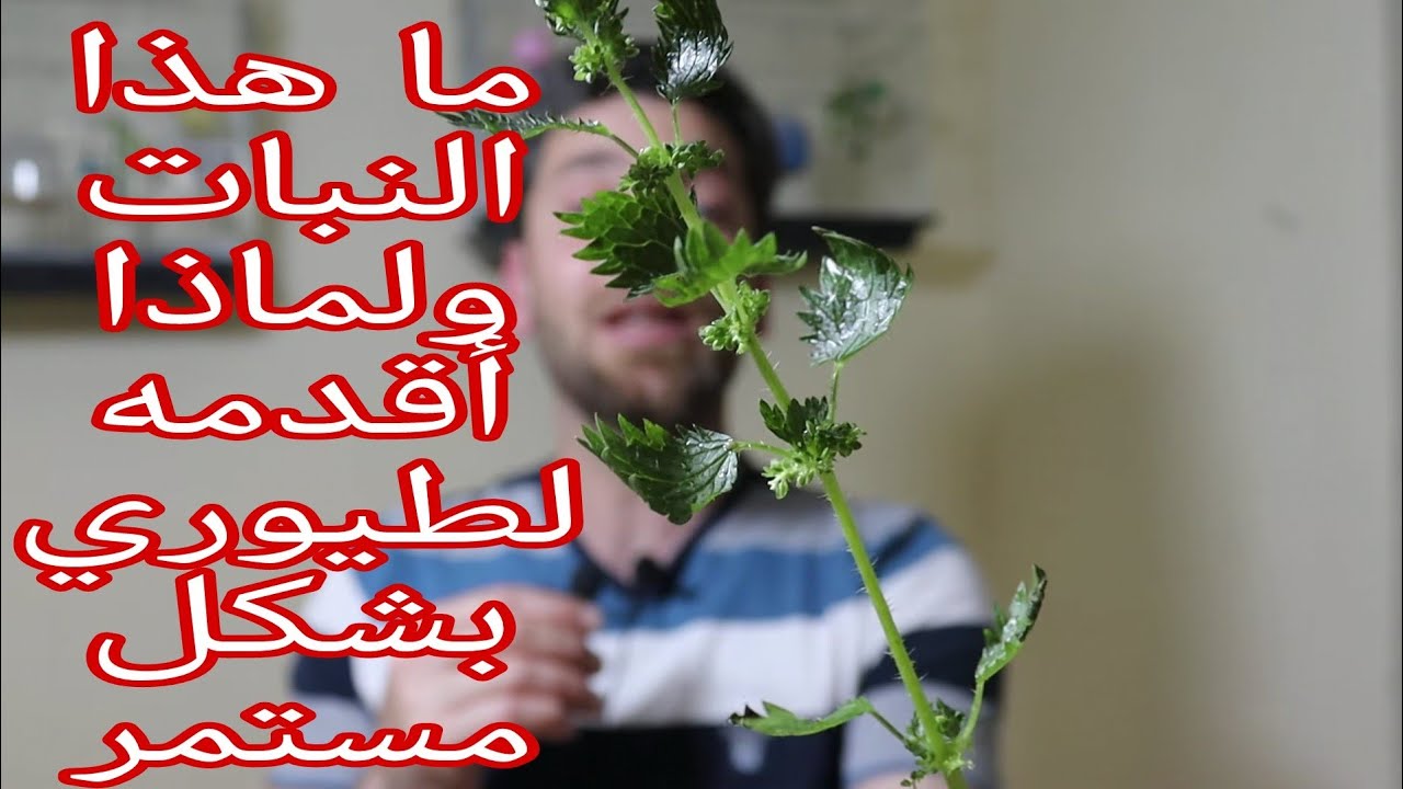كنز الطاقة الاخضر [القريص ] وفوائده الكبيرة لطيور الكناري والحسون + هل الخضروات تسبب الاسهال للطيور