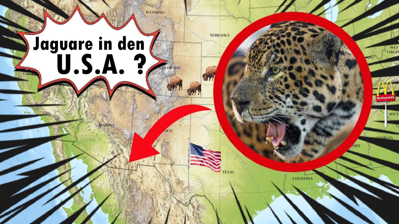 Gibt es eigentlich noch Jaguare in den USA?