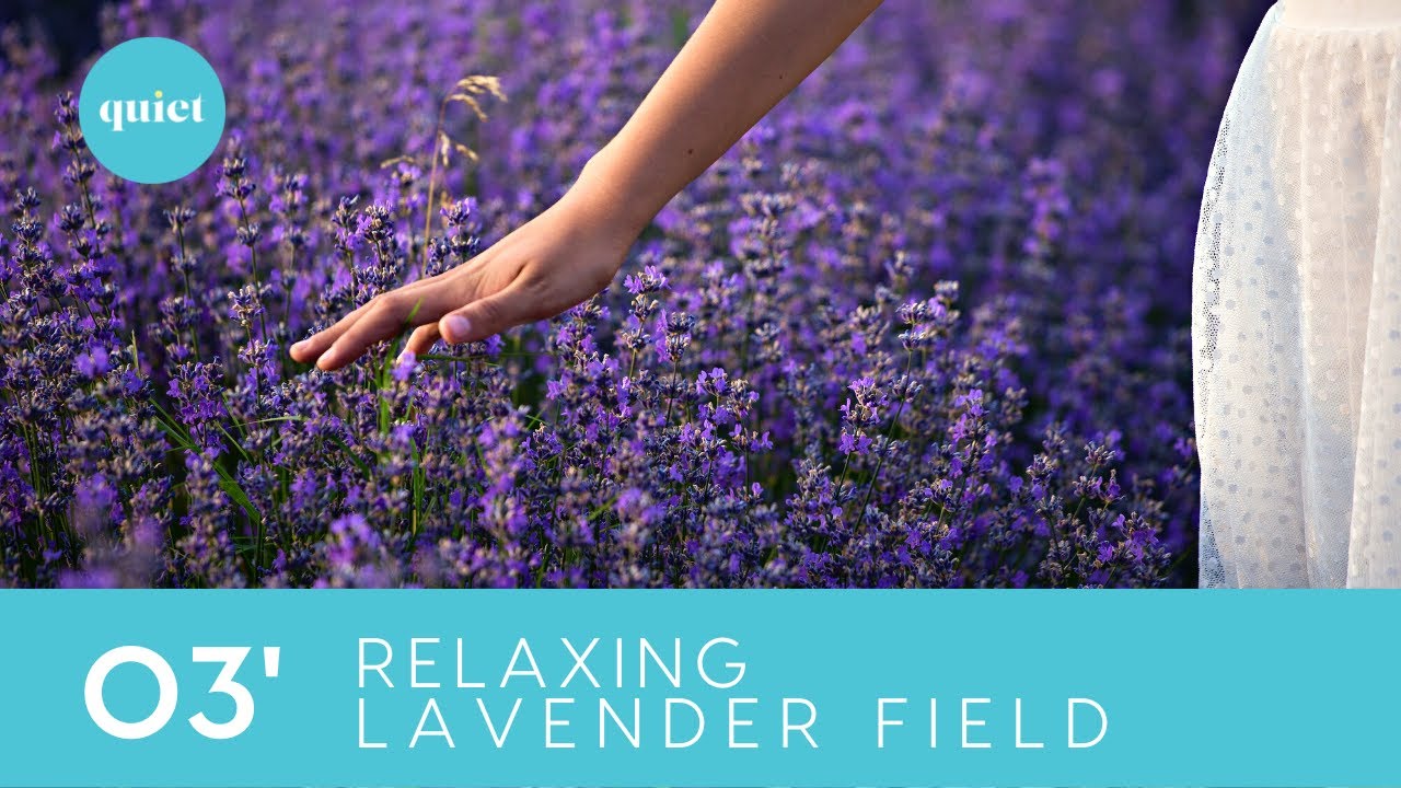 3 Minutes Nature Video | Mind Calming Lavender Field Ambience | 4K Nature