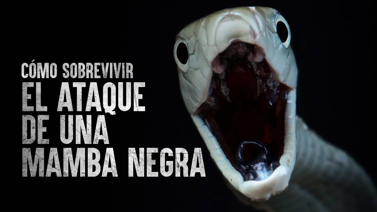 Cómo sobrevivir el ataque de una mamba negra