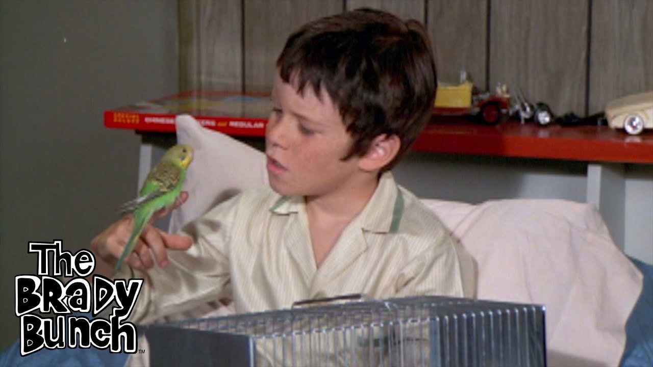 Bobby Brady Gets a Parakeet #BradyBunch | Now streaming on Paramount+