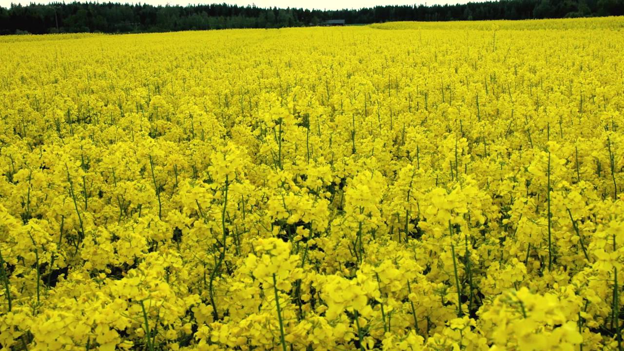 Syysrapsin kylvöön valmistautuminen - Syysrapsin viljelyopas