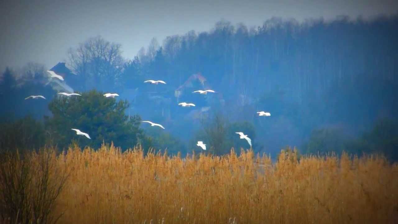 CZAPLE BIAŁE (Ardea alba) - Wąchock - MIASTO CUD&Oacute;W, 10.04.2013