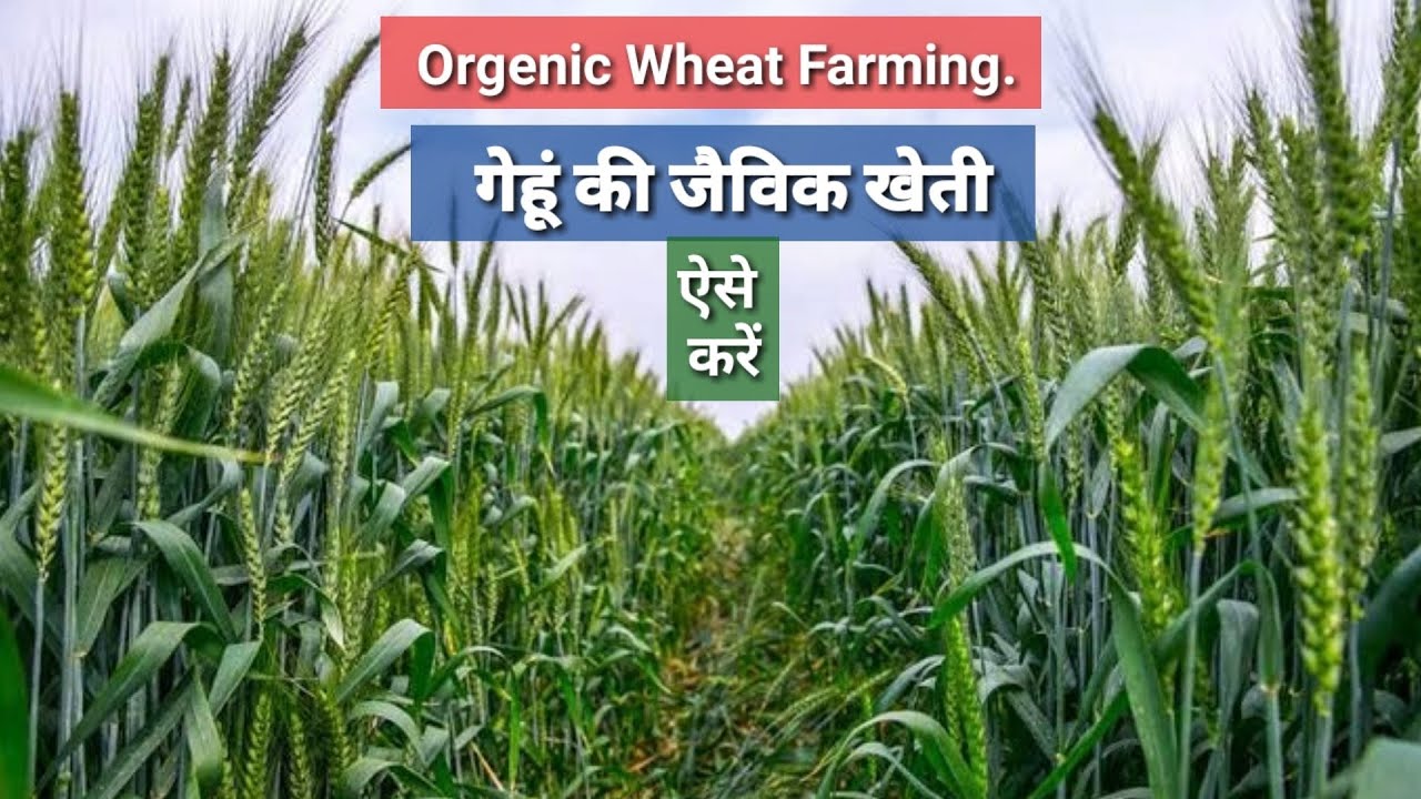 ऐसे करें गेंहू की जैविक खेती। how to grow Orgenic wheat crop.