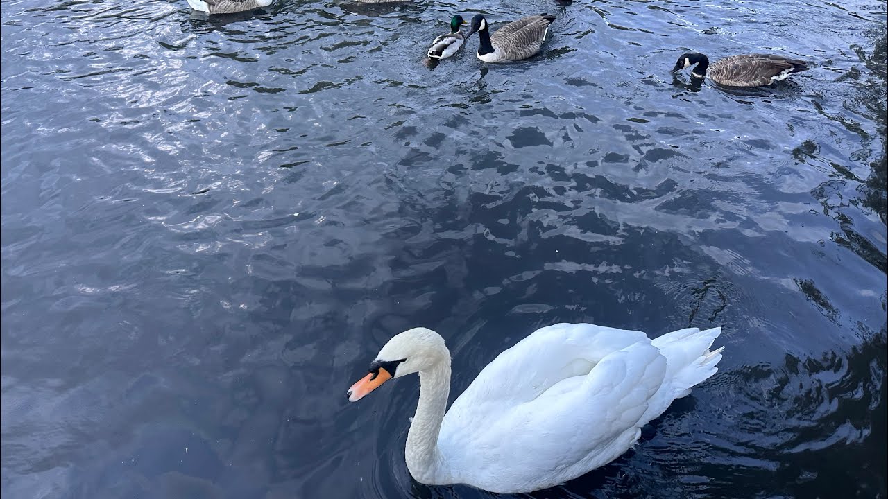 Visit to LONDON&rsquo;s park. #london #nature #swan  #ducks