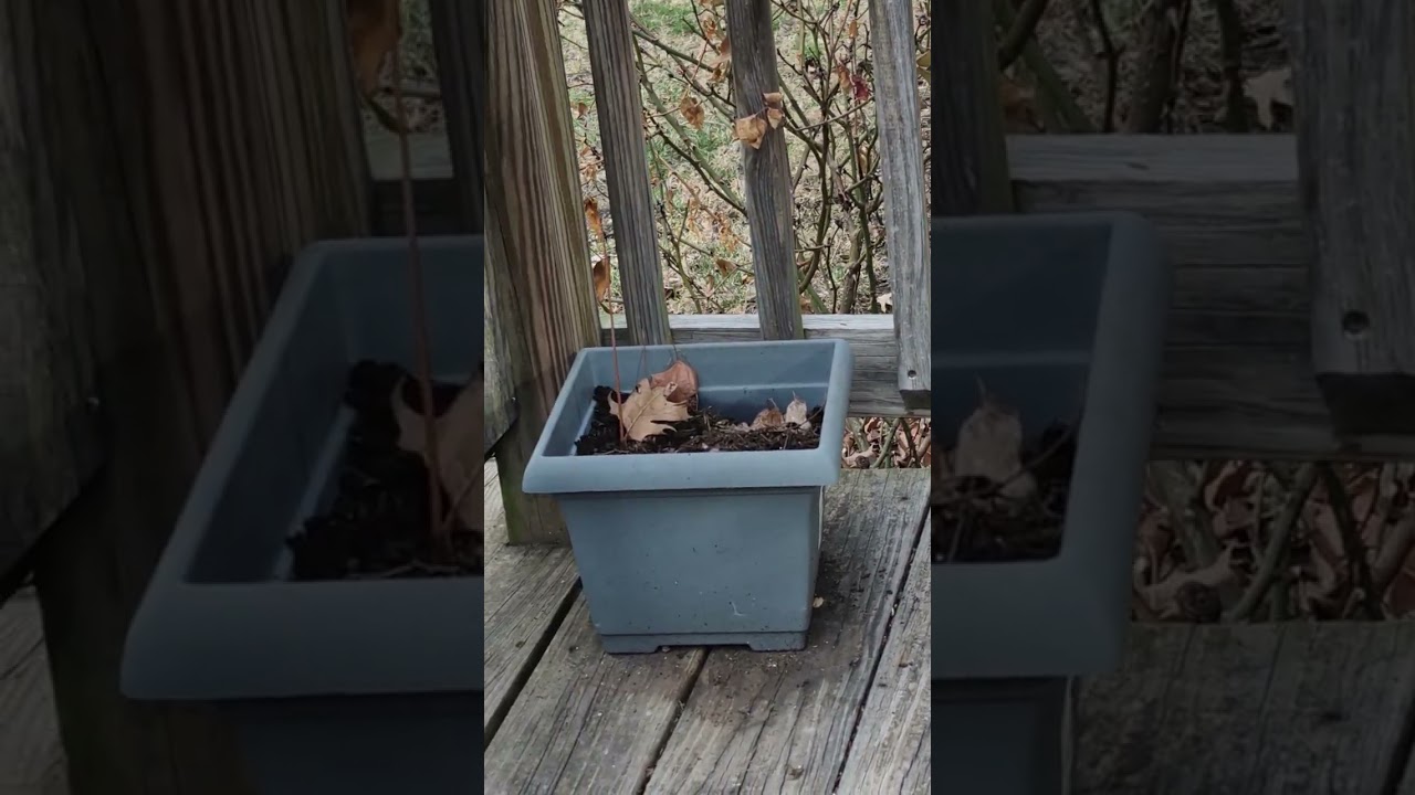 Squirrel kids want to eat even when Squirrel moms are sick 