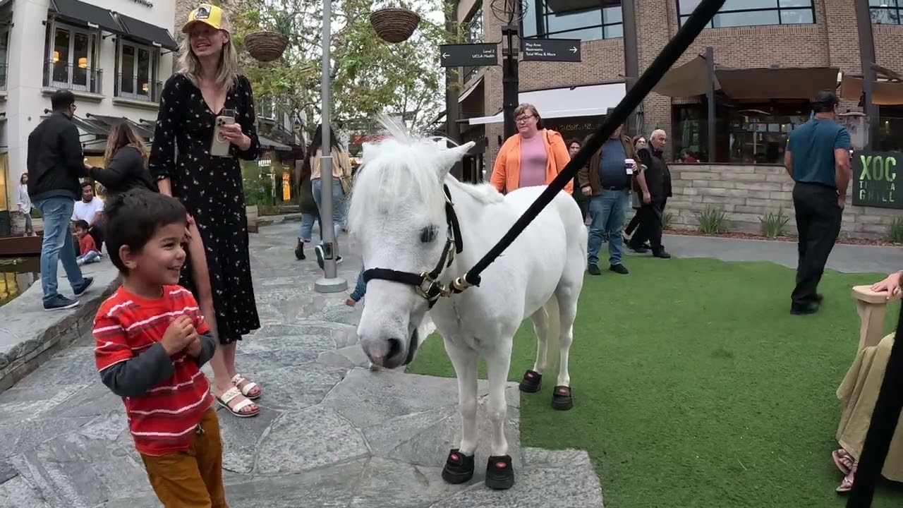 Lt. Rowdy Mini Horse With Cash 2.0 Great Dane Visiting Westfield Topanga Village 7